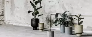 Pokojové rostliny, co letí