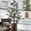 Vánoční stromek Peuce