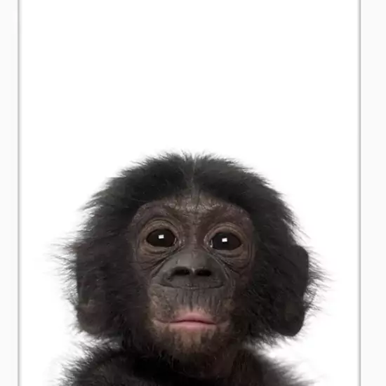 Obraz v rámu – malý šimpanz