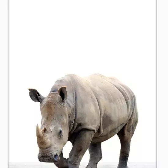 Obraz v rámu – nosorožec