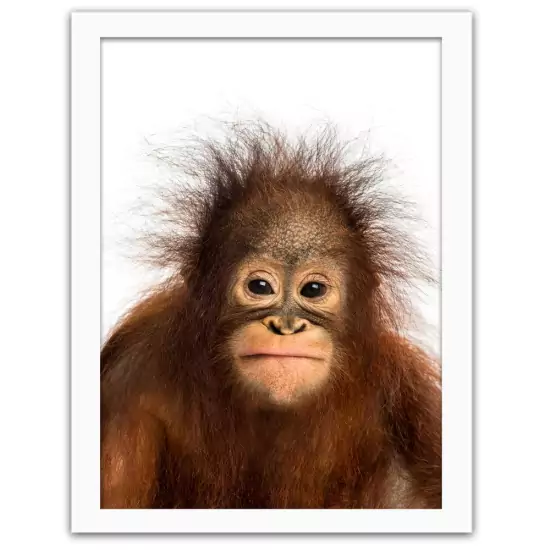 Obraz v rámu – orangutan